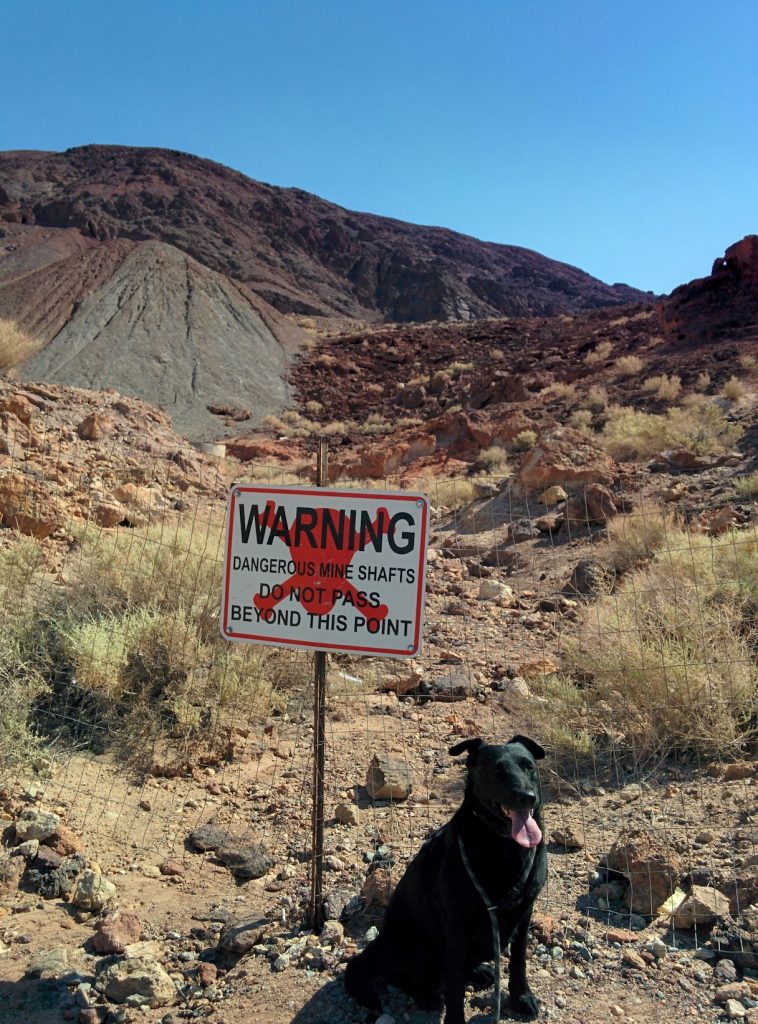 Calico Ghost Town Adventures With Dog