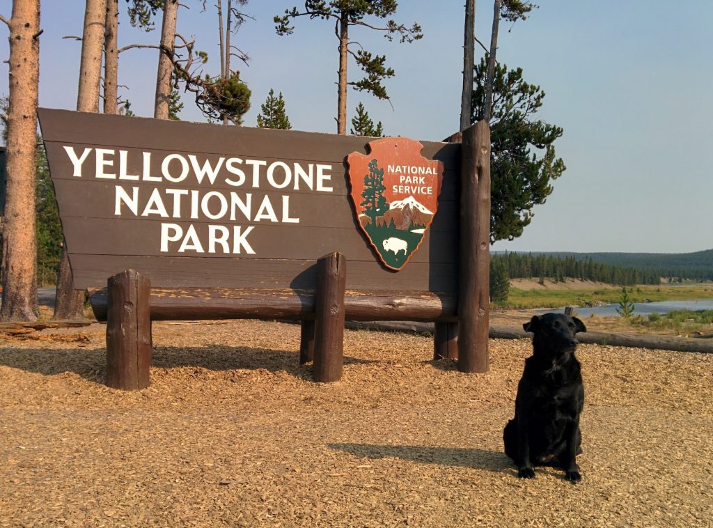 Yellowstone National Park Adventures With Dog