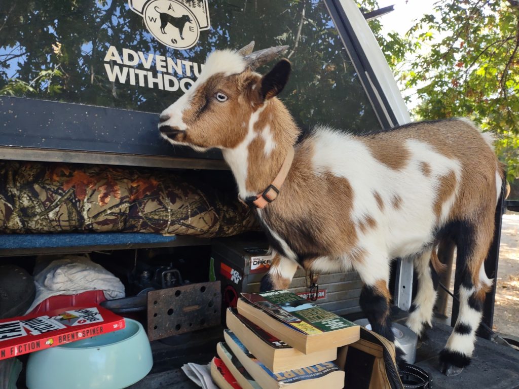 Gia Has New Goat Buddies – Adventures With Dog